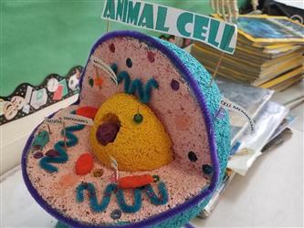 model of an animal cell